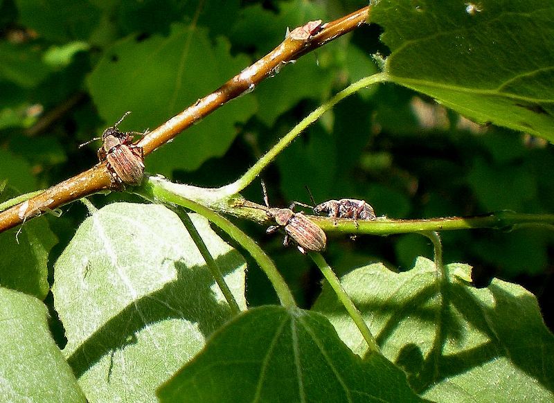 Piccolo curculionide pioppo: Polydrusus marginatus (cf.)